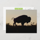 Carte Postale Silhouette de Buffalo (Devant / Derrière)