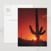 Carte Postale Silhouette de cactus au crépuscule, Saguaro Nation (Devant / Derrière)