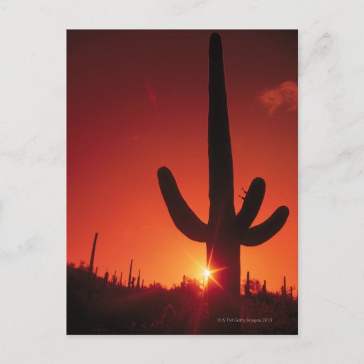 Carte Postale Silhouette de cactus au crépuscule, Saguaro Nation (Devant)