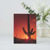 Carte Postale Silhouette de cactus au crépuscule, Saguaro Nation (Debout devant)