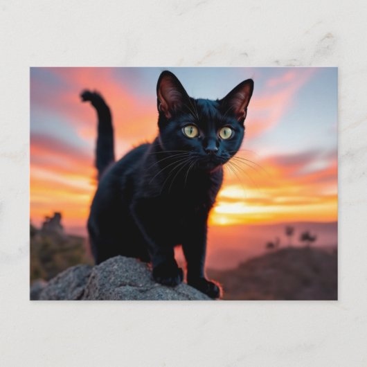 Carte postale silhouette de chat noir au coucher d (Devant)