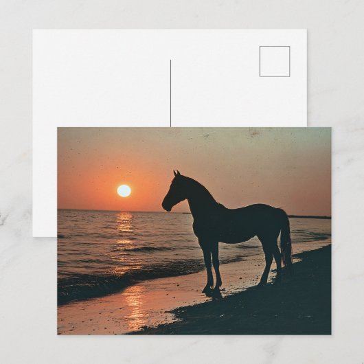 Carte Postale Silhouette de cheval couché de soleil au bord de l (Devant / Derrière)