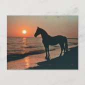 Carte Postale Silhouette de cheval couché de soleil au bord de l (Devant)
