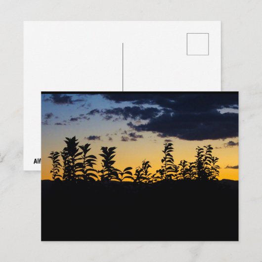Carte Postale Silhouette de feuilles la nuit (Devant / Derrière)