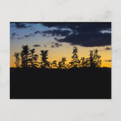 Carte Postale Silhouette de feuilles la nuit (Devant)