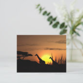 Carte postale "Silhouette de girafe au coucher du (Debout devant)