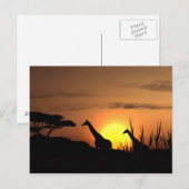 Carte postale "Silhouette de girafe au coucher du (Devant / Derrière)