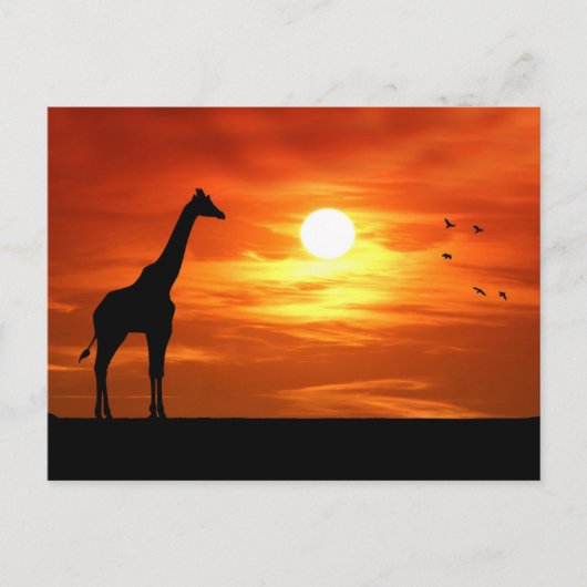 Carte Postale Silhouette de girafe au coucher du soleil (Devant)