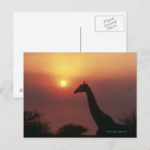 Carte Postale Silhouette de Giraffe (Giraffa Camelopardalis) (Devant / Derrière)