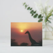 Carte Postale Silhouette de Giraffe (Giraffa Camelopardalis) (Debout devant)