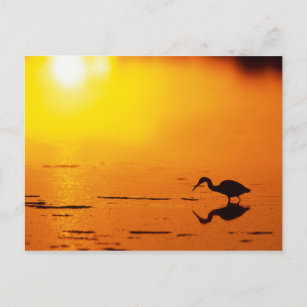 Carte Postale Silhouette de héron au coucher du soleil, Floride