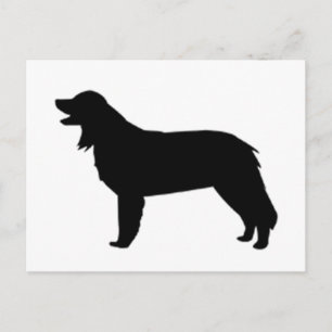 Carte Postale silhouette de hovawart