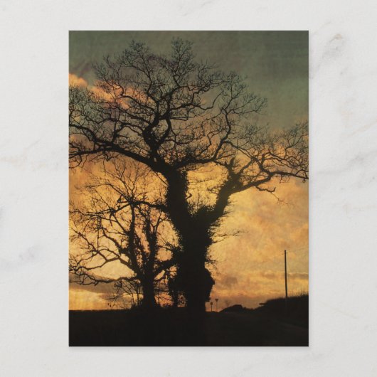 Carte Postale Silhouette de l'arbre (Devant)
