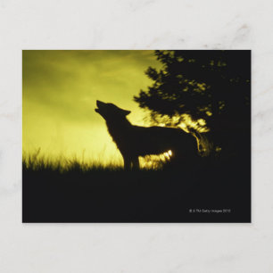 Carte Postale Silhouette de loup hurlant