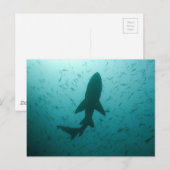 Carte Postale Silhouette de requin (Devant / Derrière)