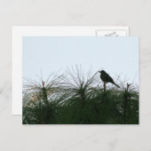 Carte Postale silhouette des oiseaux (Devant / Derrière)
