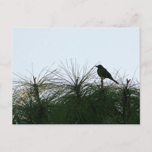 Carte Postale silhouette des oiseaux (Devant)
