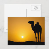 Carte Postale Silhouette d'un chameau sauvage au coucher du sole (Devant / Derrière)