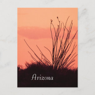 Carte Postale Silhouette d'un ocotillo Arizona