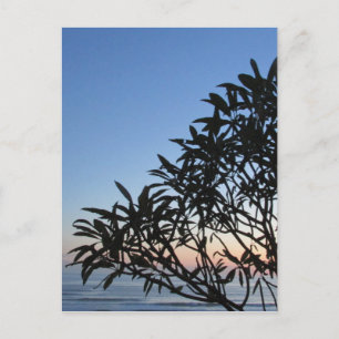 Carte Postale silhouette feuillue