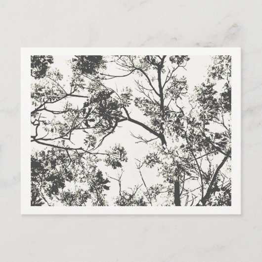 Carte Postale Silhouette noire et blanche de l'arbre (Devant)