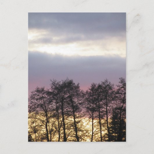 Carte Postale Silhouettes d'arbre à Dusk (Devant)