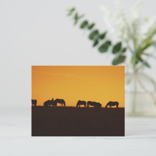 Carte Postale Silhouettes du coucher de soleil des chevaux (Debout devant)