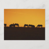 Carte Postale Silhouettes du coucher de soleil des chevaux (Devant)