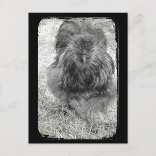Carte Postale Silkie