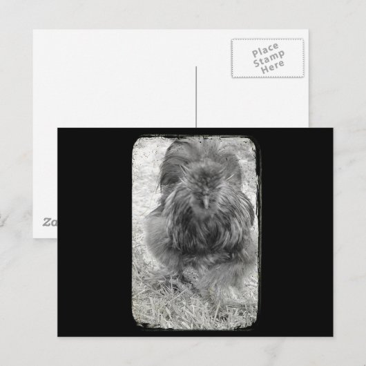 Carte Postale Silkie (Devant / Derrière)