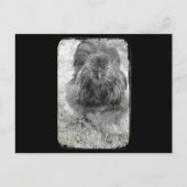 Carte Postale Silkie (Devant)