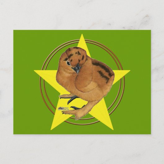 Carte Postale Silkie Red Chick Star (Devant)