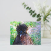 Carte Postale Silkie Rooster (Debout devant)