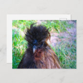 Carte Postale Silkie Rooster (Devant / Derrière)