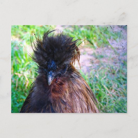 Carte Postale Silkie Rooster (Devant)
