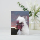 Carte Postale Silkie Rooster (Debout devant)