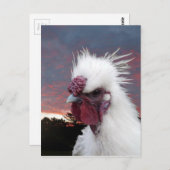 Carte Postale Silkie Rooster (Devant / Derrière)