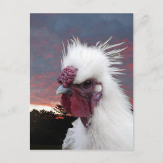 Carte Postale Silkie Rooster