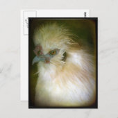 Carte Postale Silkie Rooster (Devant / Derrière)