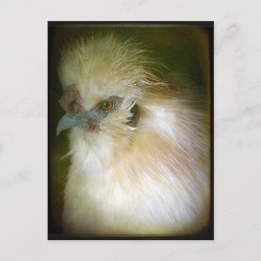 Carte Postale Silkie Rooster (Devant)
