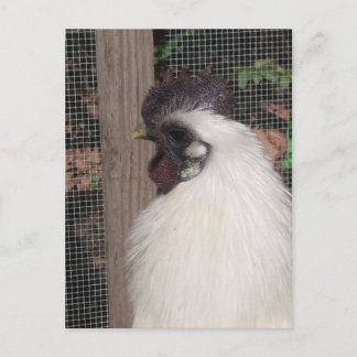 Carte postale Silkie Rooster Photo