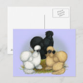 Carte Postale Silkie Trio (Devant / Derrière)