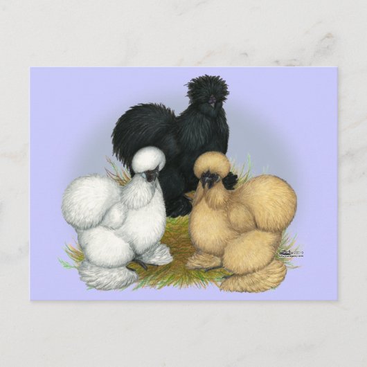 Carte Postale Silkie Trio (Devant)