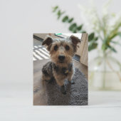 Carte Postale Silky Terrier veut une cuisine (Debout devant)