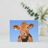 Carte Postale Silly Brown Cow Close-Up (Debout devant)