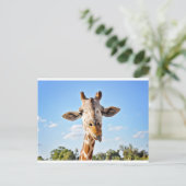 Carte Postale Silly Giraffe (Debout devant)