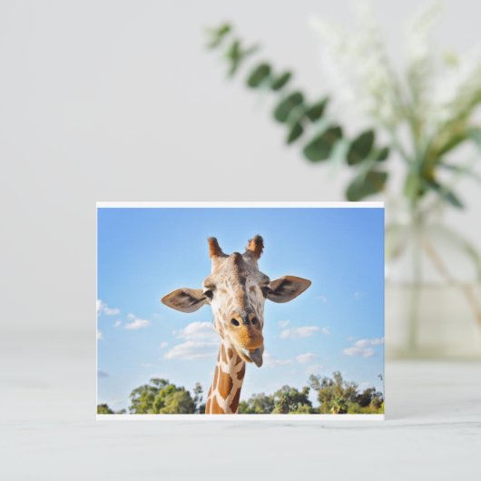 Carte Postale Silly Giraffe (Debout devant)
