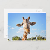 Carte Postale Silly Giraffe (Devant / Derrière)