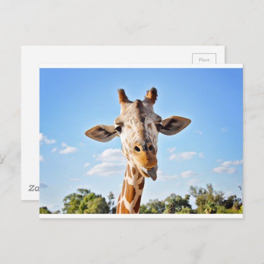 Carte Postale Silly Giraffe (Devant / Derrière)