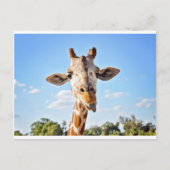 Carte Postale Silly Giraffe (Devant)